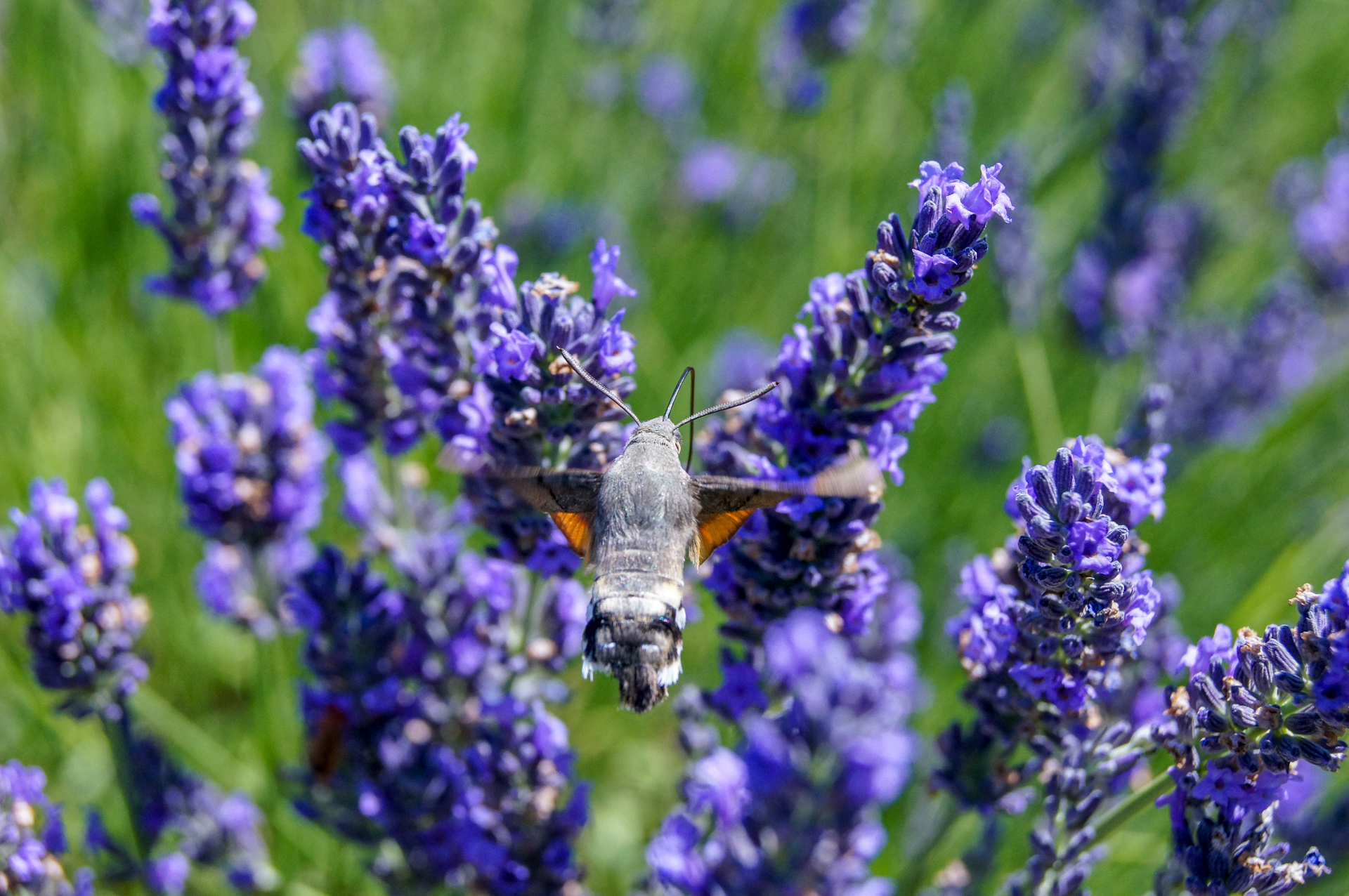 hochzeit hochrhein bad säckingen fotoworkshop firmenevents