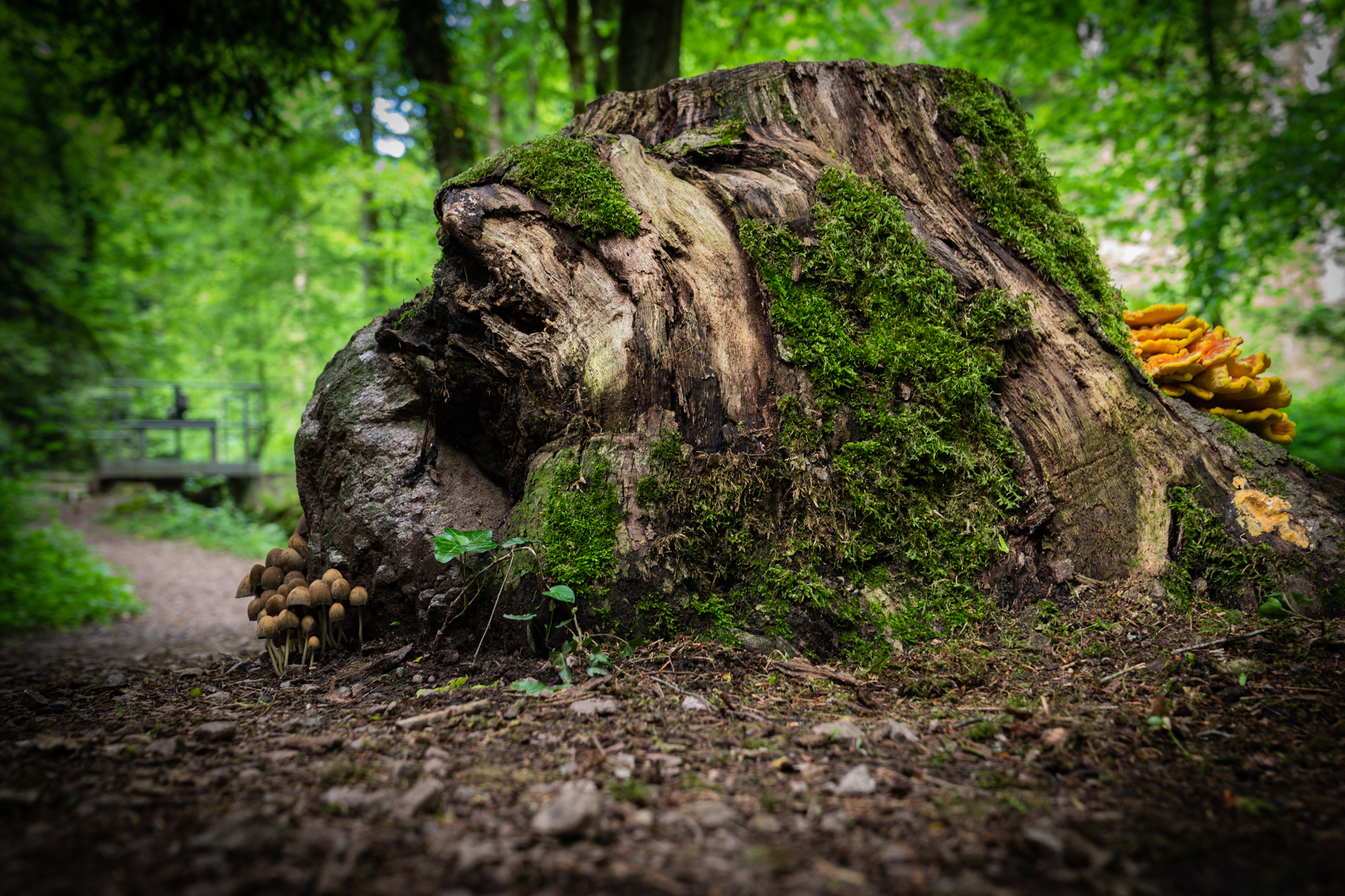 fotograf hochrhein fotoworkshop firmenevents konzerte